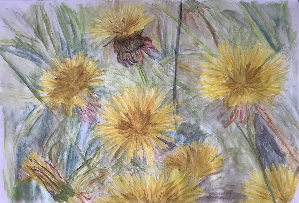 drawn dandelions